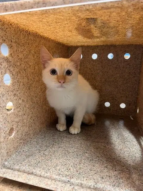 Kyo - Domestic Short Hair