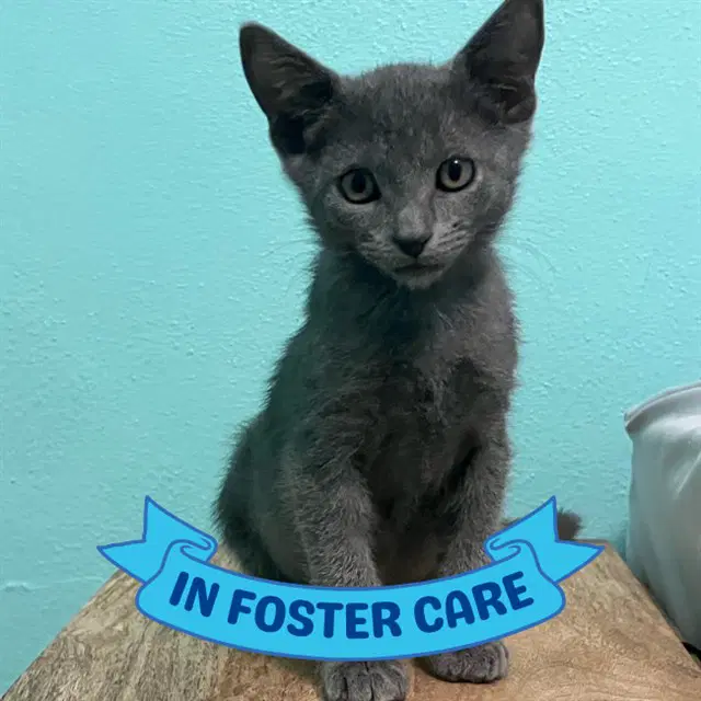 Bravo - Domestic Short Hair