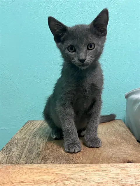 Bravo - Domestic Short Hair