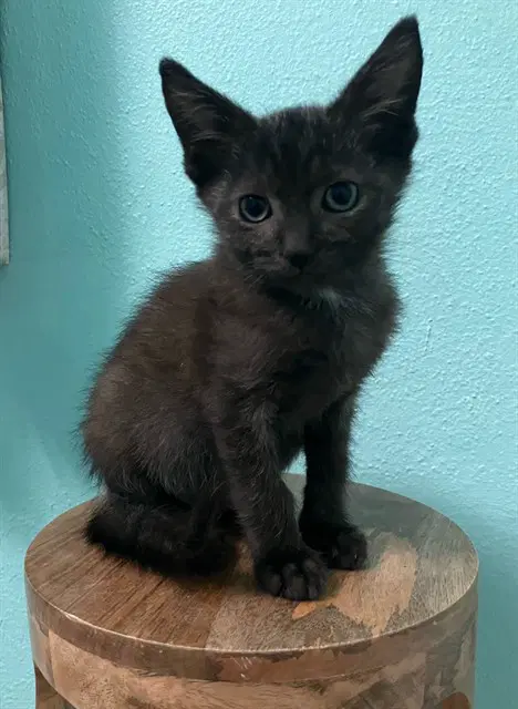 Charlie - Domestic Short Hair