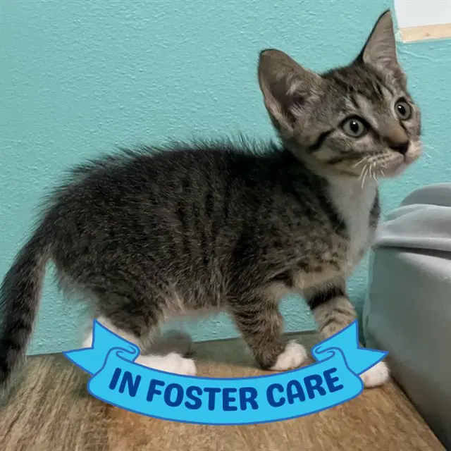 Delta - Domestic Short Hair