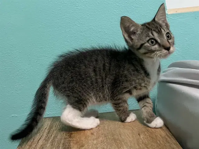 Delta - Domestic Short Hair