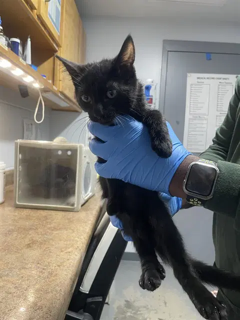 Tarot - Domestic Short Hair