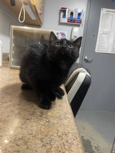 Salem