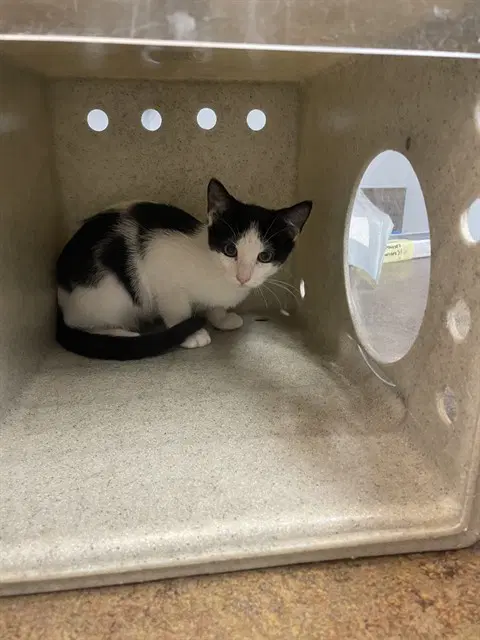 Boo - Domestic Short Hair