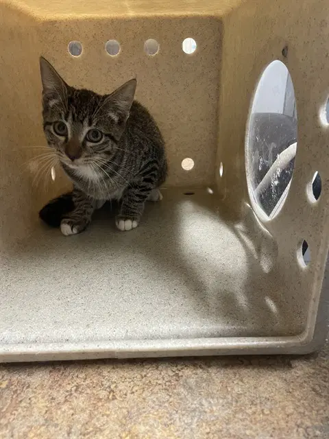 Hex - Domestic Short Hair