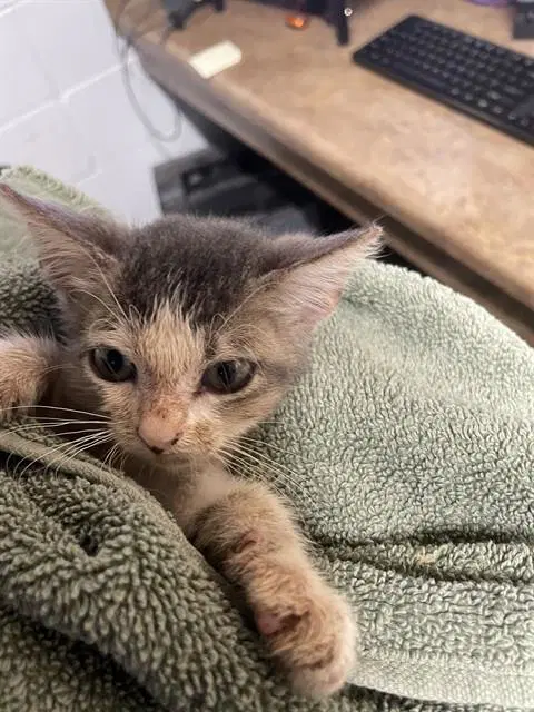 Razzmatazz - Domestic Short Hair