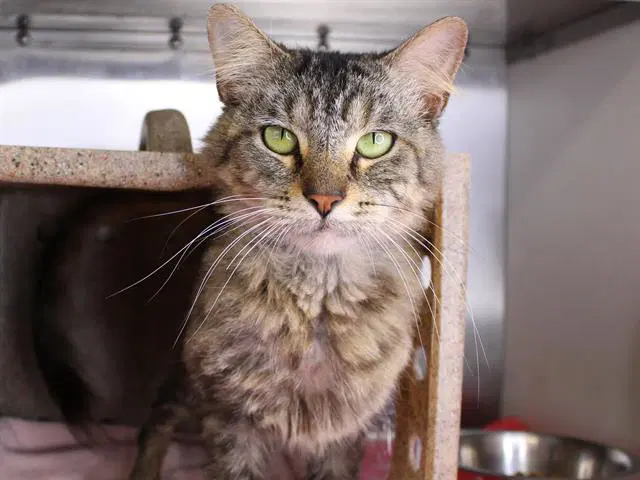 Latte - Domestic Medium Hair