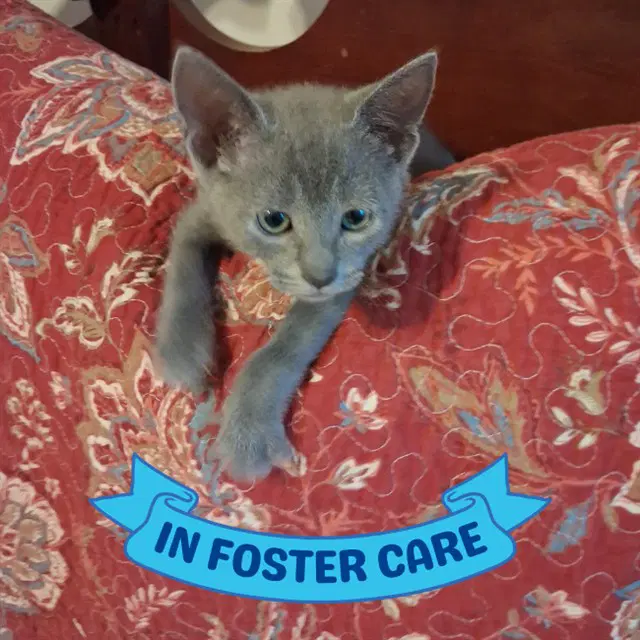 Willie - Domestic Short Hair