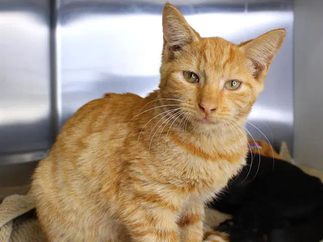 Unknown - Domestic Short Hair
