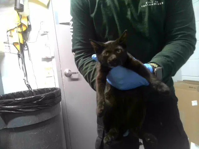 Unknown - Domestic Short Hair
