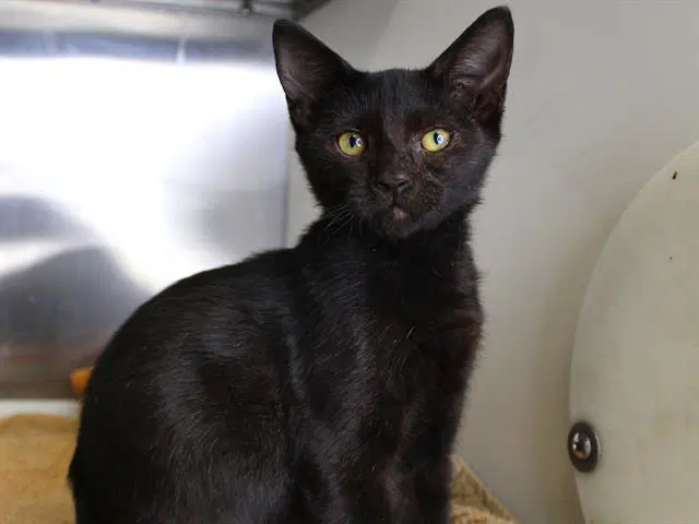 Cleo - Domestic Short Hair