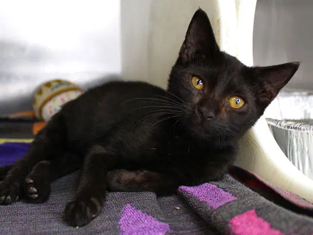 Dee - Domestic Short Hair