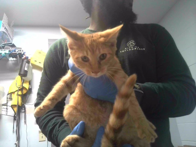Felix