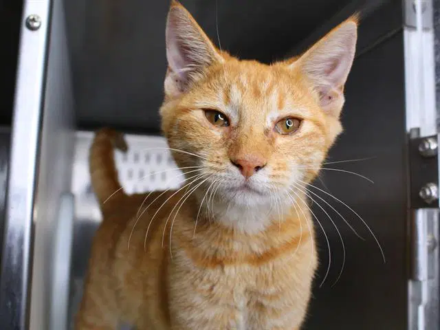 Felix - Domestic Short Hair