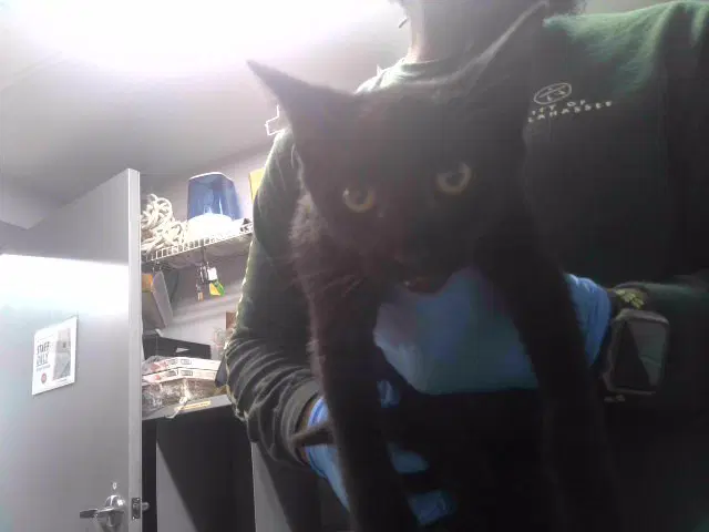 George - Domestic Short Hair