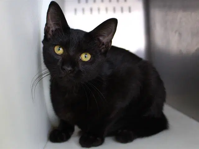 George - Domestic Short Hair