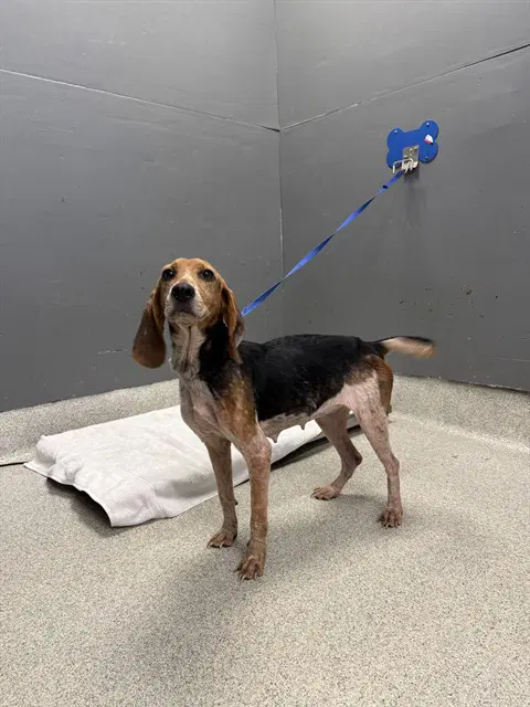 Mae - Treeing Walker Coonhound