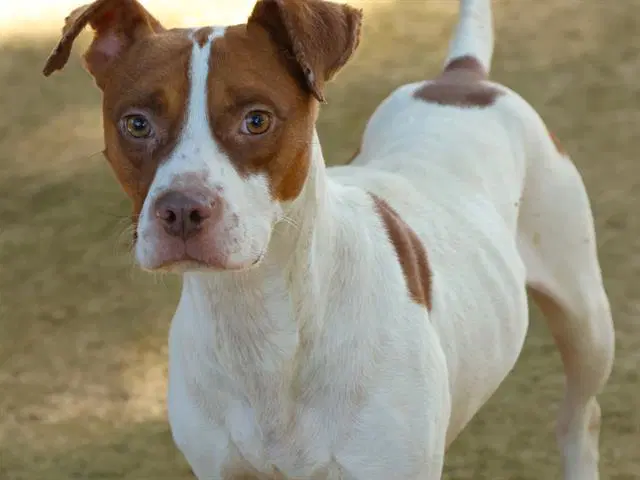 Copper - American Pit Bull Terrier