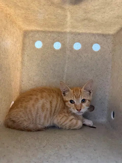 Garfield - Domestic Short Hair