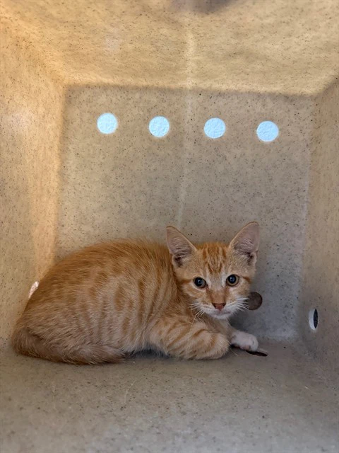 Garfield