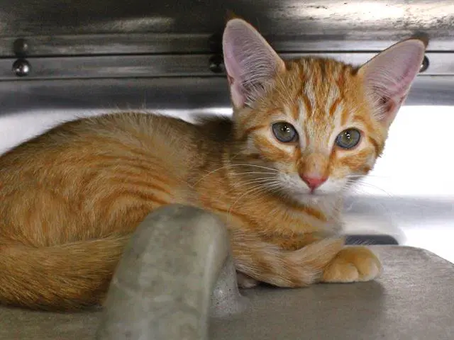 Sun - Domestic Short Hair