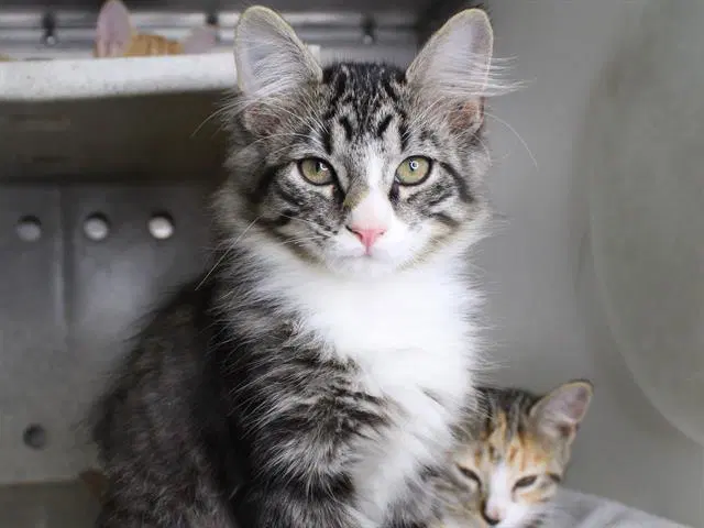 Moon - Domestic Medium Hair
