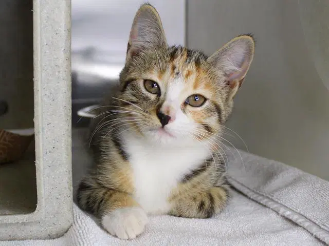Baby Girl - Domestic Medium Hair