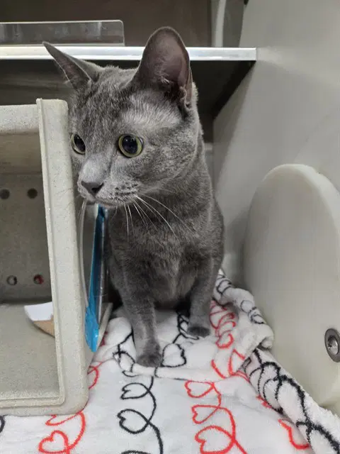 Luna - Domestic Medium Hair