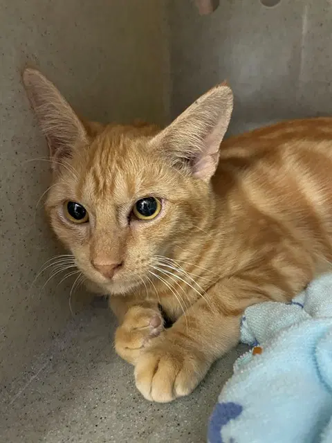 Jack - Domestic Short Hair