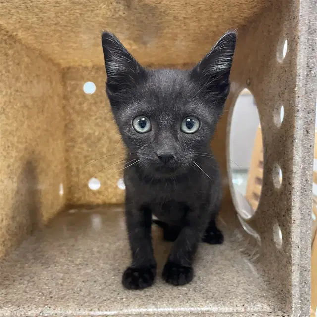 Aaron - Domestic Short Hair