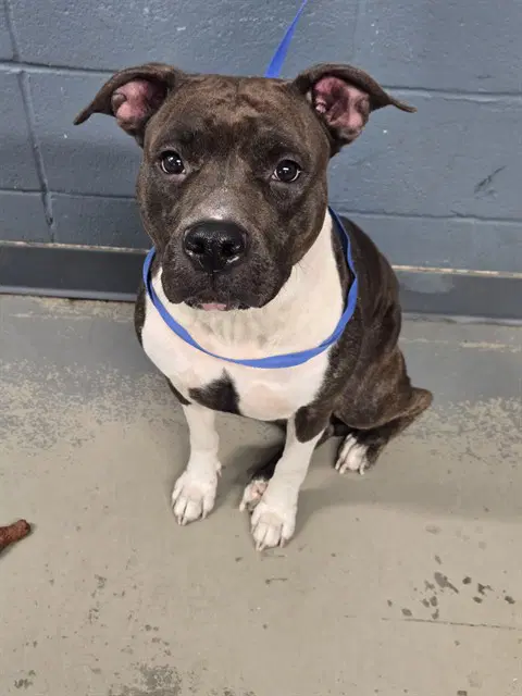 Bella - American Staffordshire Terrier