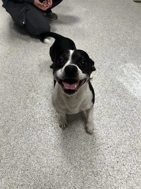 Dee - Jack Russell Terrier (Parson Russell Terrier)