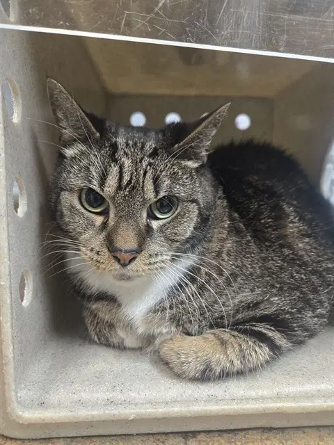 Alex - Domestic Short Hair