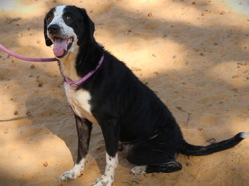 Piper, Australian Cattle Dog/Blue Heeler / Mixed (medium coat)