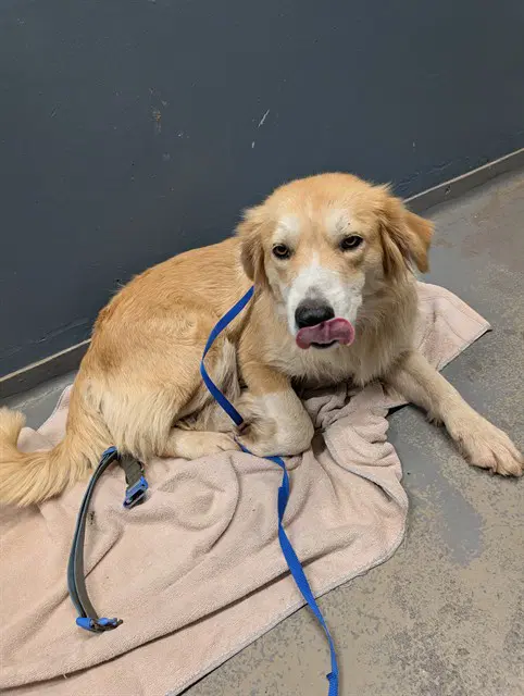 Maggie - Golden Retriever