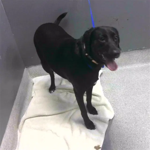 Dorothy - Labrador Retriever