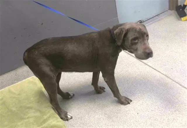 Brownie - Labrador Retriever