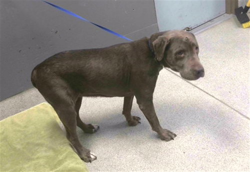 Brownie, Labrador Retriever (medium coat)