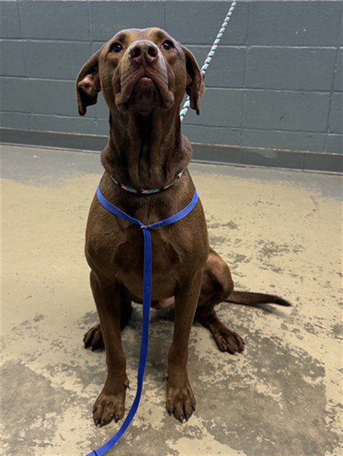 Duke, Labrador Retriever (medium coat)