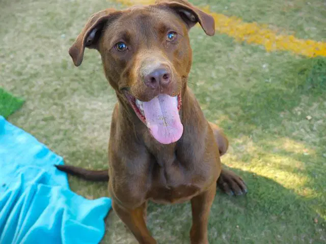 Duke - Labrador Retriever