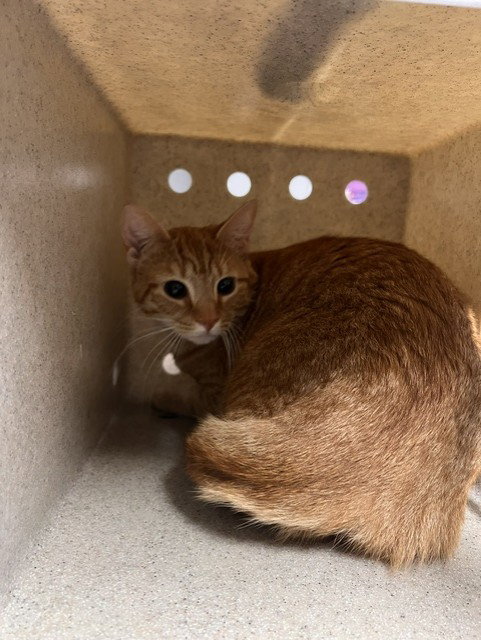 Nala, Domestic Short Hair / Mixed (medium coat)