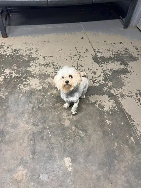 Peaches - Maltese