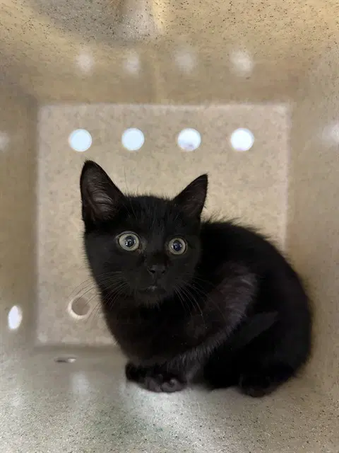 Spooky - Domestic Medium Hair