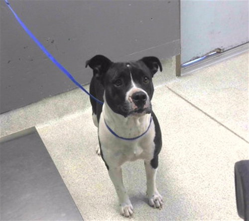 Queen, American Bulldog / Mixed (medium coat)