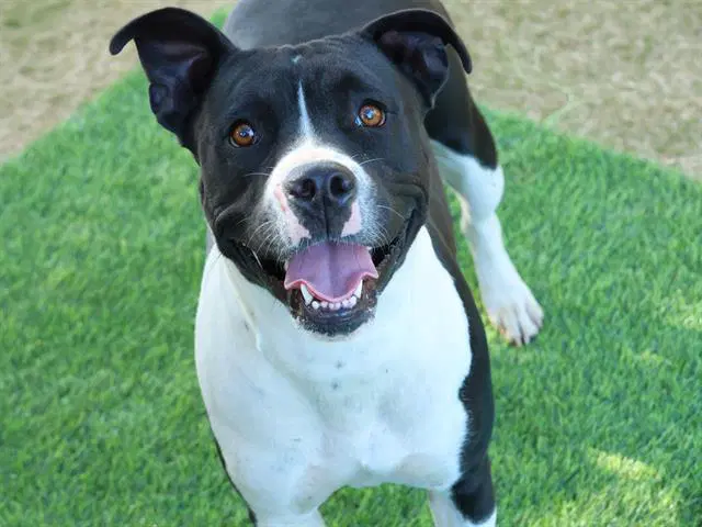 Queen - American Bulldog