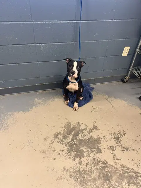 Bing - American Pit Bull Terrier