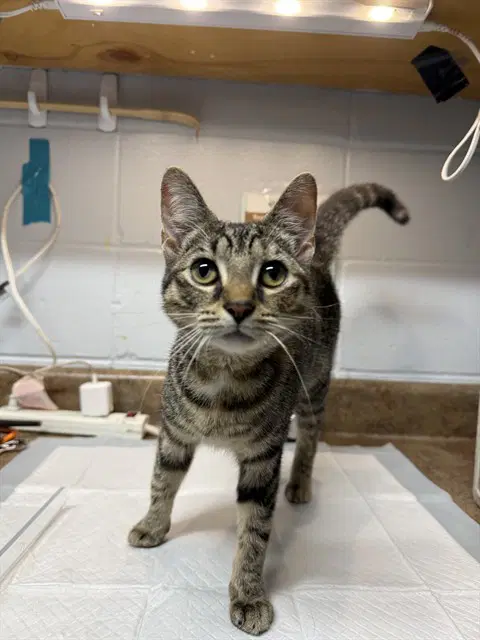 Leaf - Domestic Short Hair