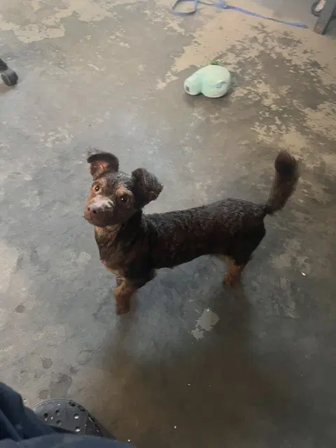 Chaka - Miniature Pinscher