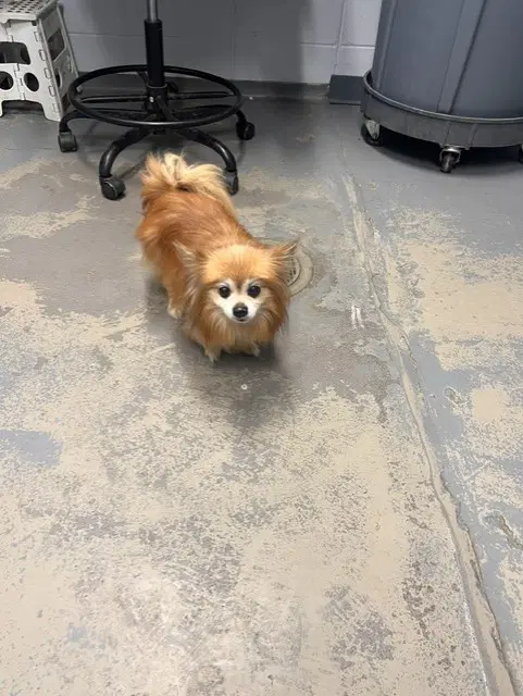 Chester - Pomeranian